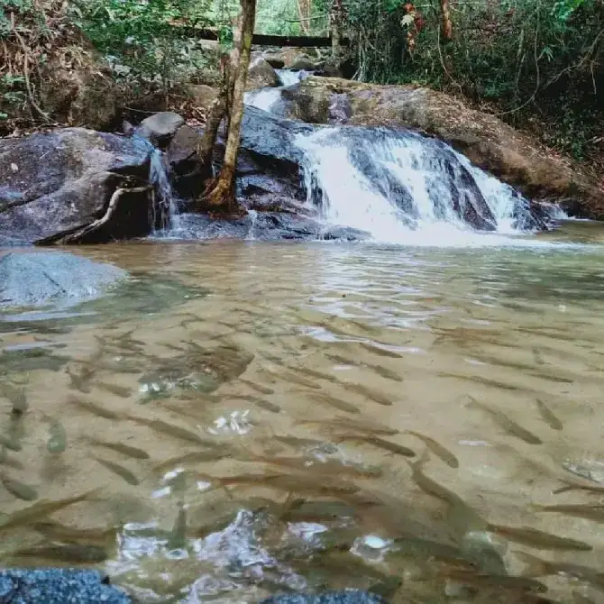 น้ำตกกระทิง