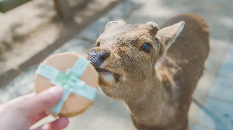 奈良のひとり旅でやってみたい5つのこと