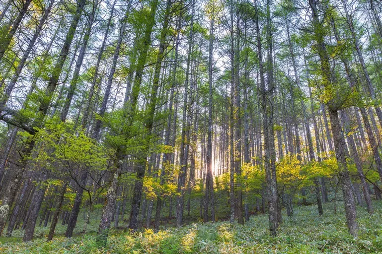 Wisata Kemuning-Taman Wisata Alam Punti Kayu