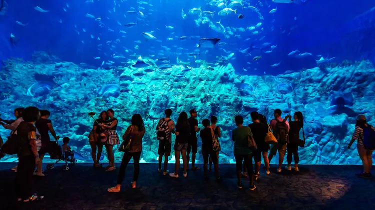大水族館の探索