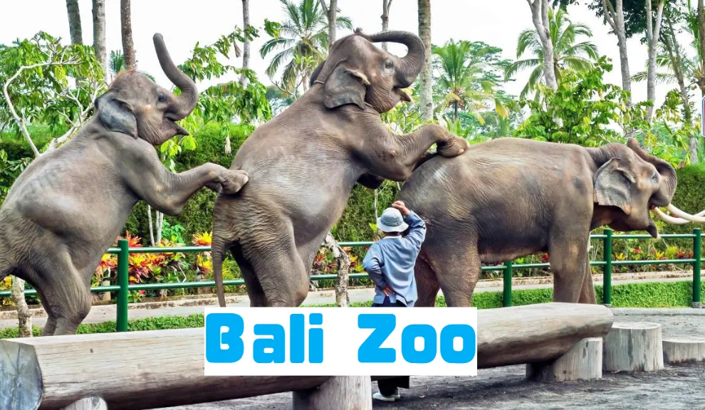Serunya Berpetualang di Bali Zoo