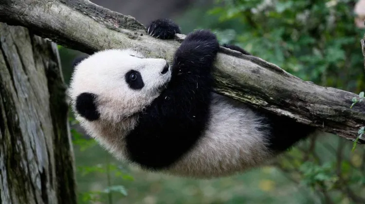 What to Bring for San Diego Zoo