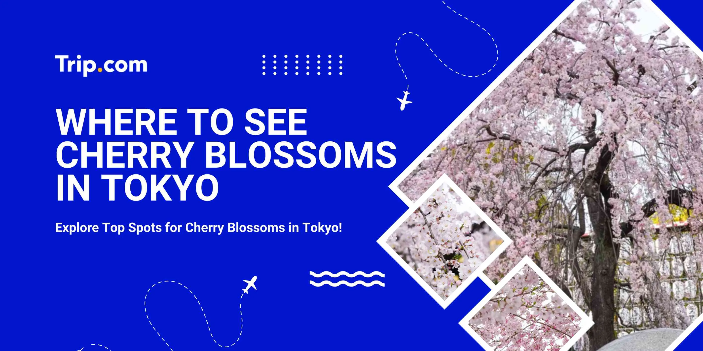 Where to See Cherry Blossoms in Tokyo