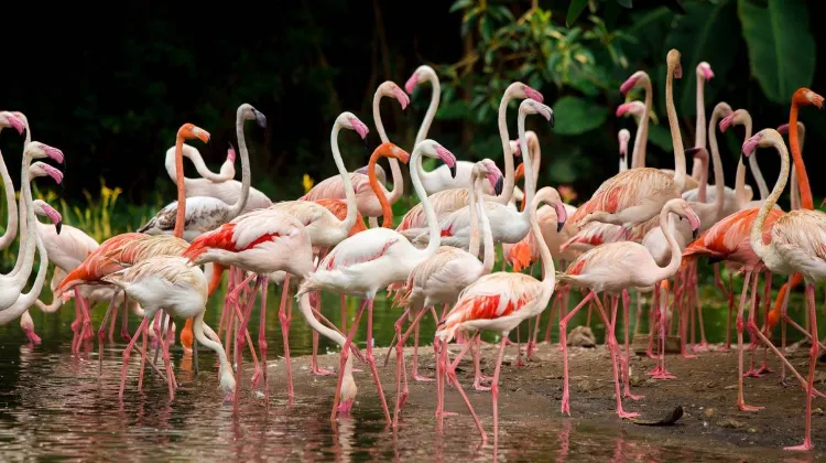 Chimelong Safari Park Animals You Can't Miss