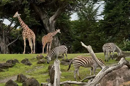 Best Attractions in Illinois: Brookfield Zoo, Chicago