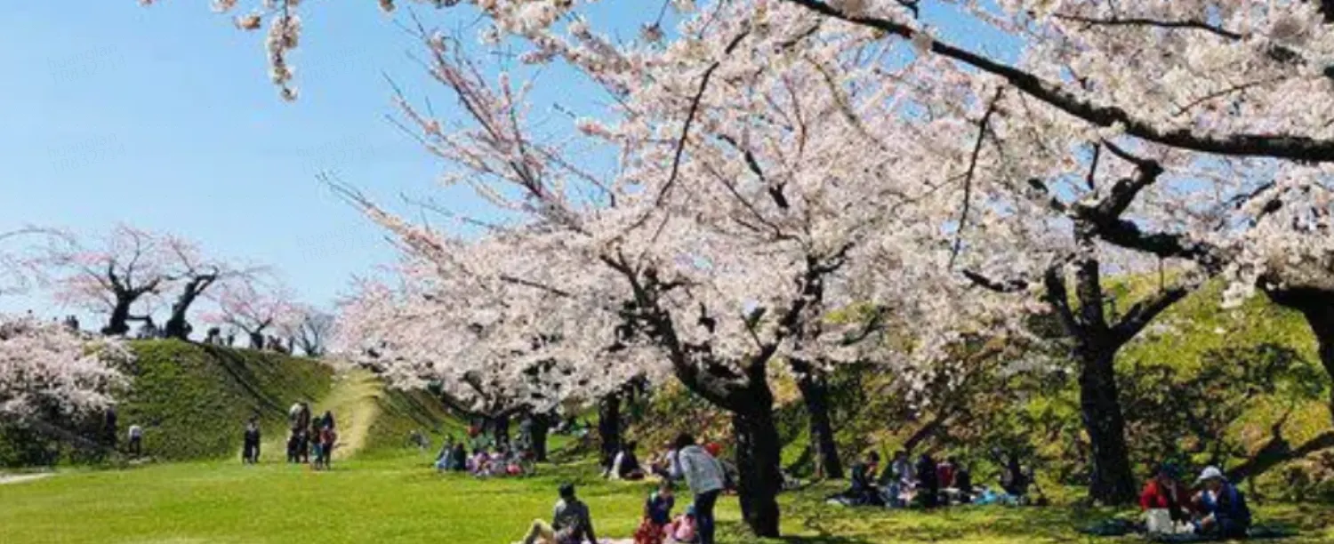 Cherry Blossom Festivals in Japan, How to Join?