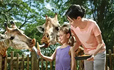 feed the animals in Singapore Zoo