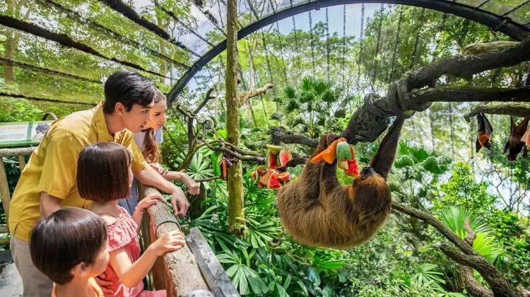 Seru-Seruan di Singapore Zoo: Panduan untuk Liburan yang Tak Terlupakan