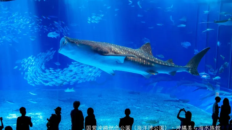 沖繩美麗海水族館