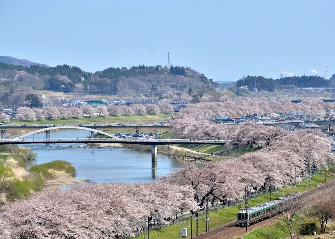 Tohoku Cherry Blossom | Best Viewing Spots