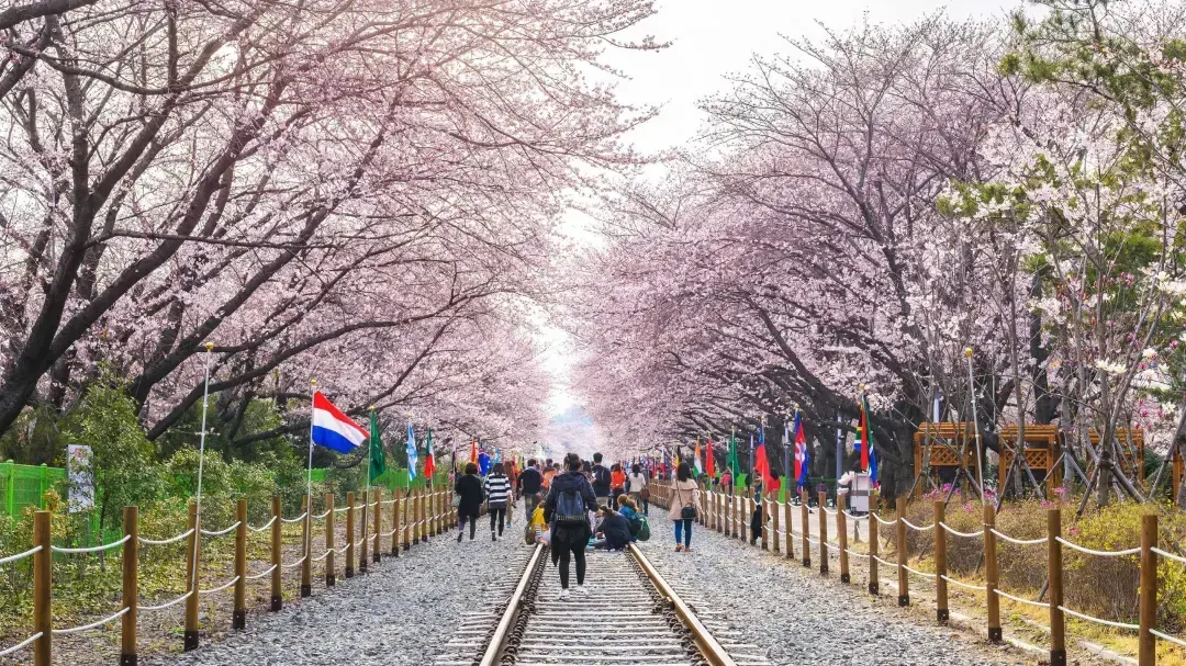 Cherry blossom season