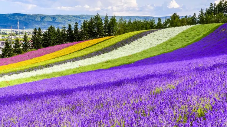 日本北海道景點 – 富田農場  