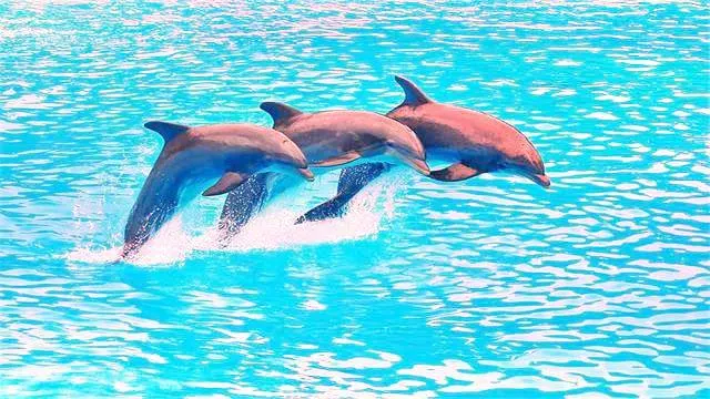 파타야 여행 돌핀나리움 파타야
