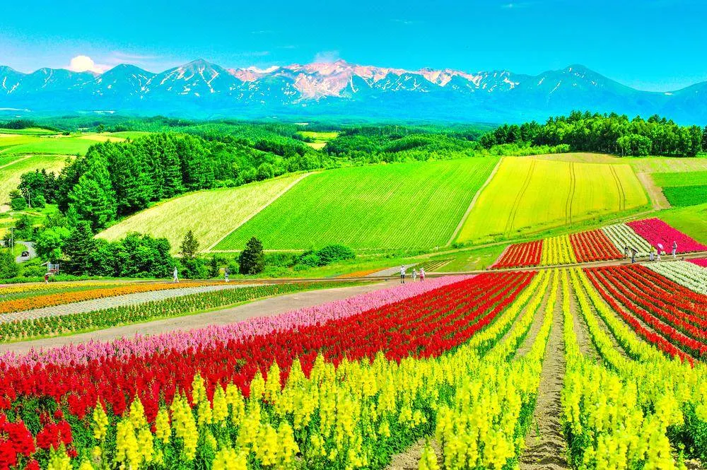 日本北海道景點 – 四季彩之丘