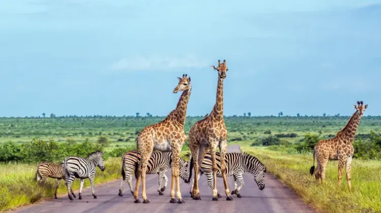 治安の良い南アフリカ旅行に出掛けよう！