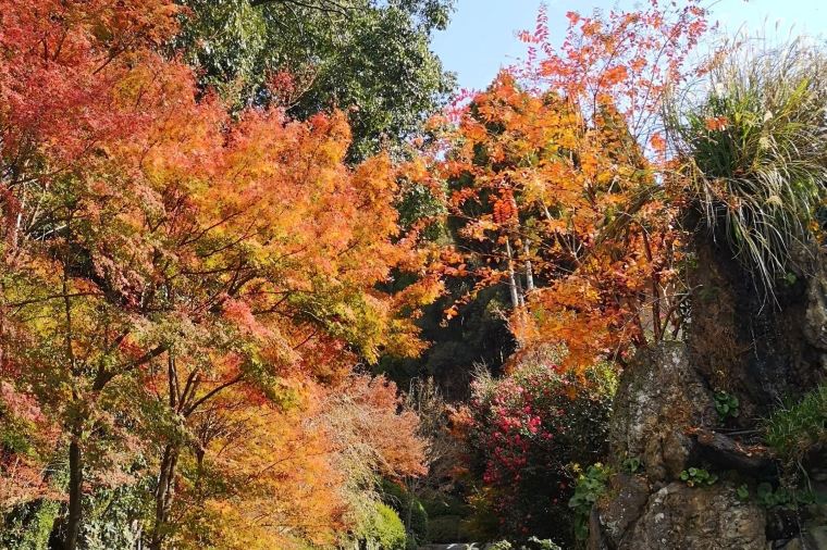 【川上峡】紅葉の見頃は11月中旬~11月下旬