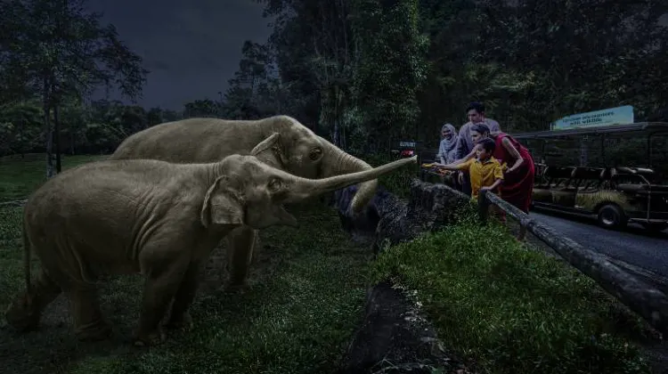 Singapore Zoo Tickets Options and Promotions