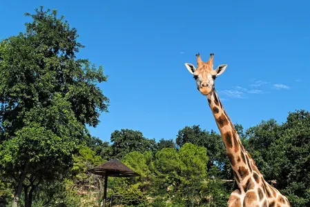 San Diego Zoo Safari Park