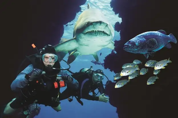 Divers underwater with a shark