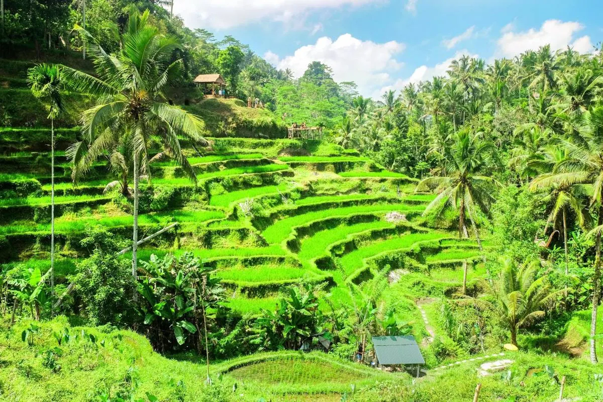 Things to do in Ubud-Ubud