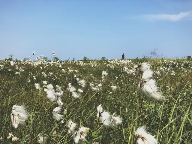 Weiße Blumen