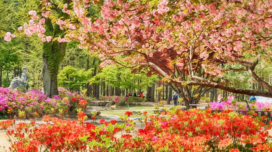 Best Time To Visit Nami Island