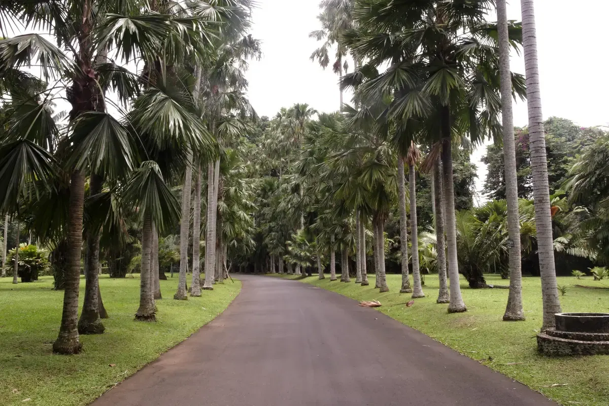 Tempat Wisata di Sentul - Kebun Raya Bogor