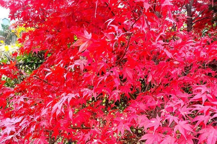 【佛通寺】紅葉の見頃は11月上旬~11月中旬