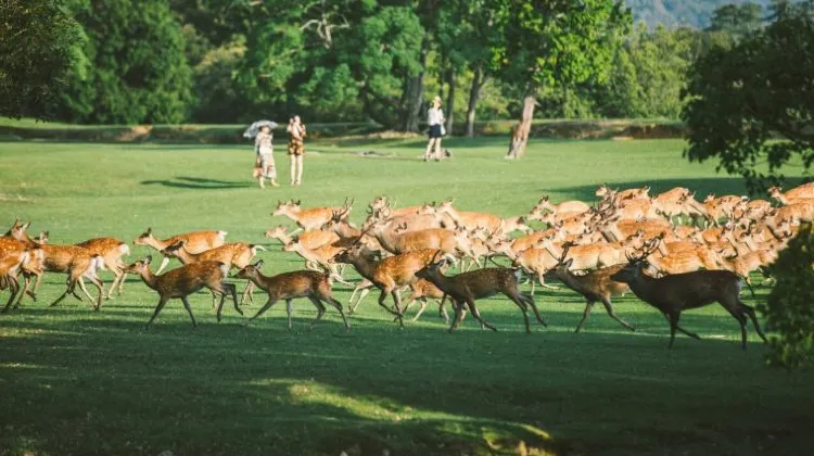 奈良公園