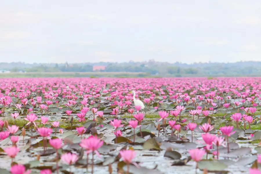 ทะเลบัวแดง