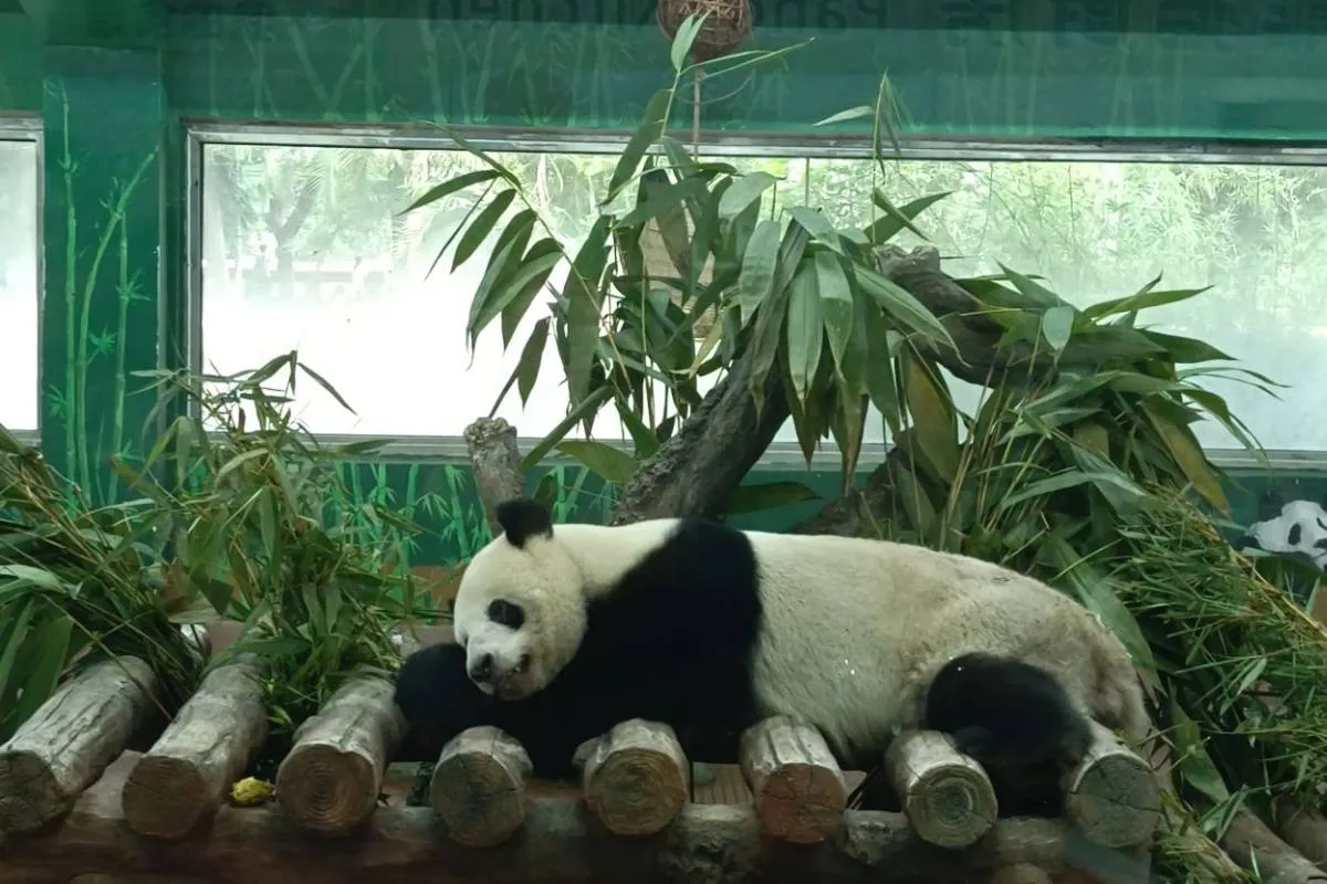 Guangzhou Zoo Animals in Each Area