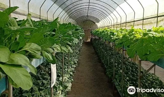 Tempat Wisata di Malang - Kusuma Agro Wisata