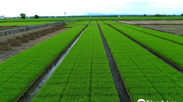 Sekinchan Beach Guide: What are the Best Things to Do at Sekinchan Beach?