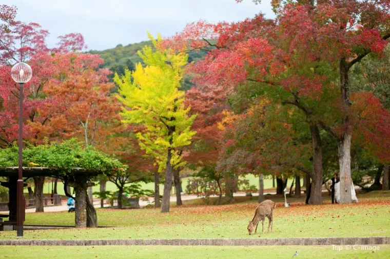 Nara