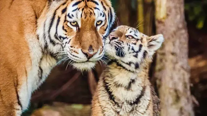 สวนสัตว์ป่ายูนนาน