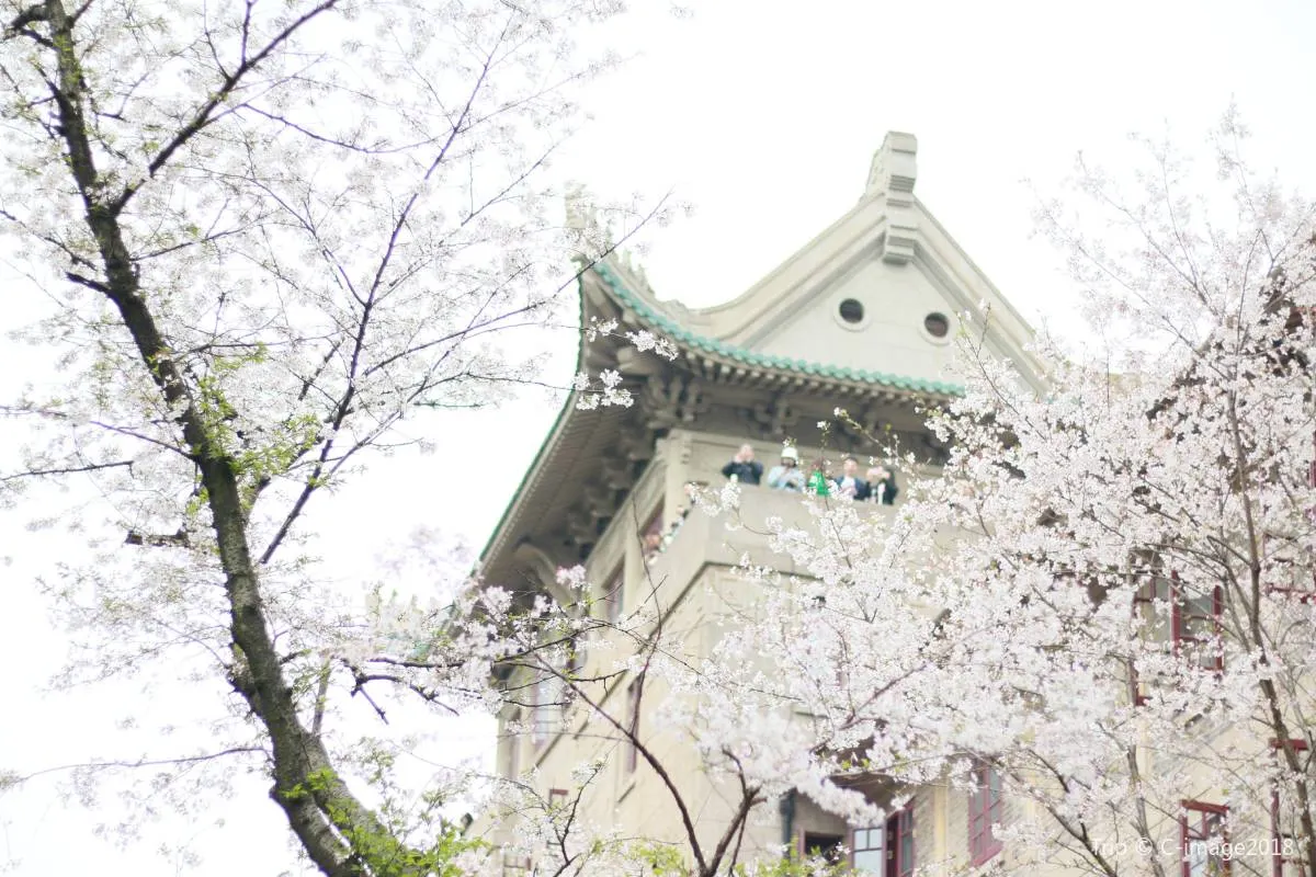 Wuhan University Cherry Blossom
