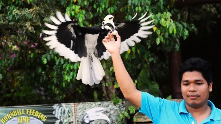 The 5 Pulau Pangkor Activities Hornbill Feeding