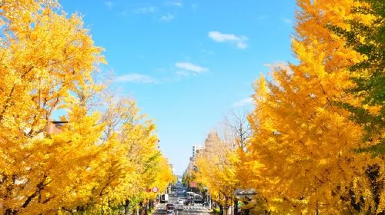 八王子いちょう祭り