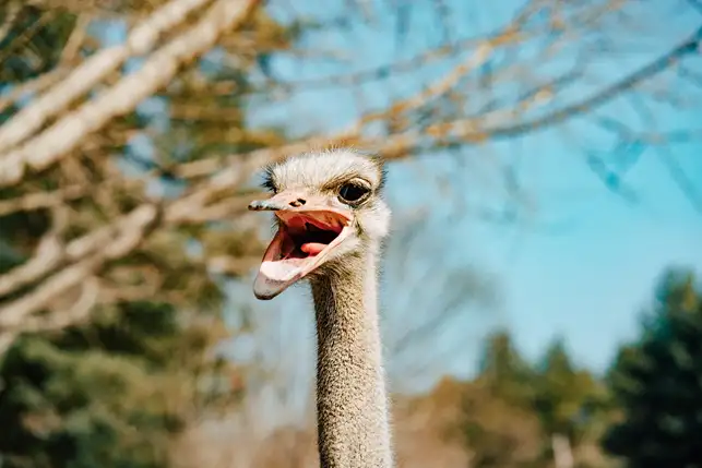 A lively ostrich on Nami. Source: Daniel Bernard / unsplash