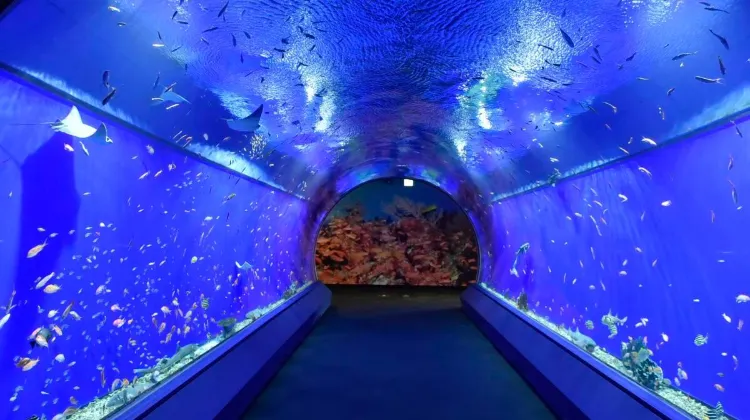 Rasai suasana lautan