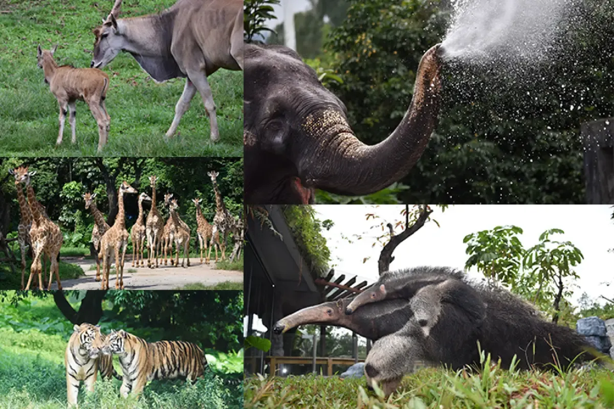 深圳地圖 | 深圳野生動物園