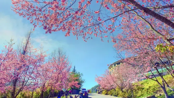 Cherry blossom festivals and activities Taiwan