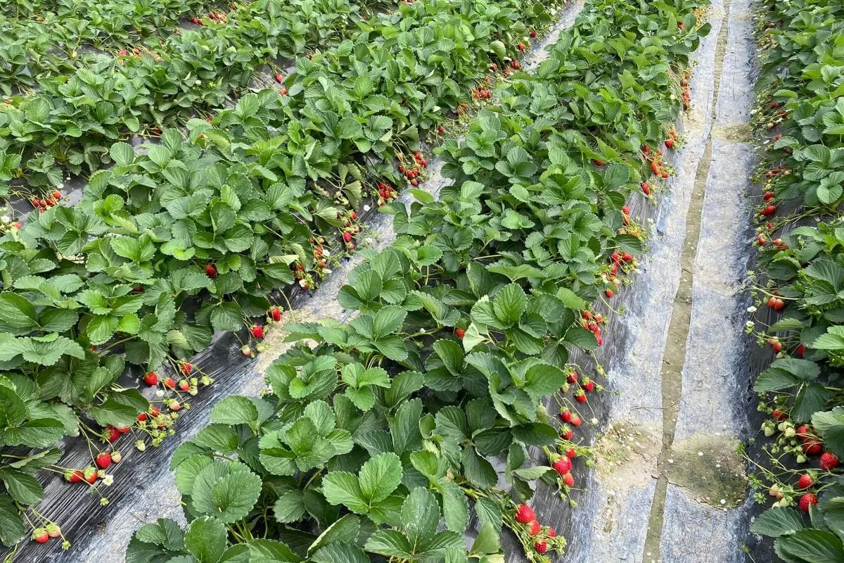 元朗好去處 – 朗屏士多啤梨園