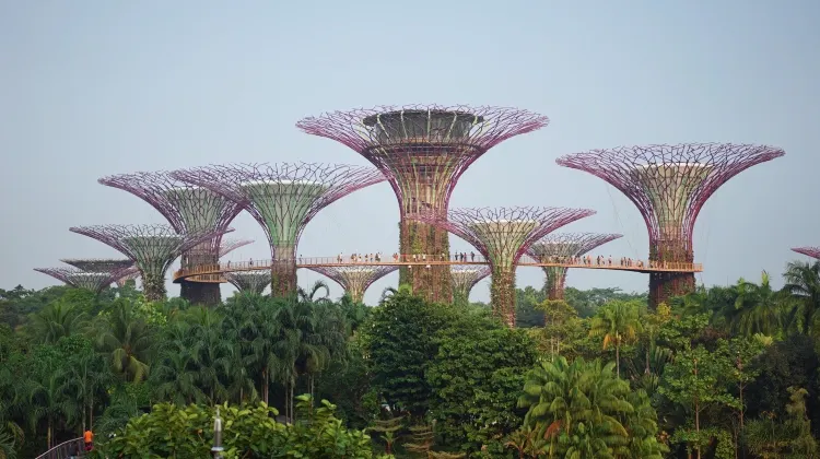 新加坡濱海灣花園擎天樹