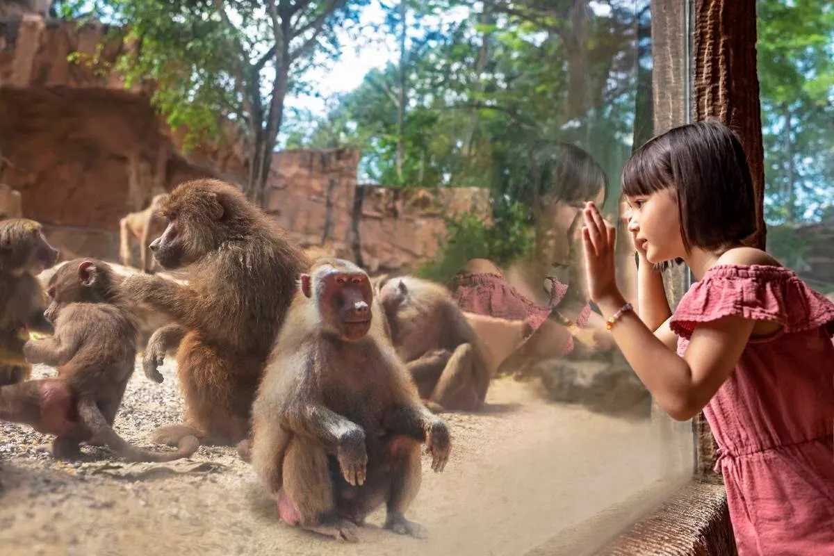 Best time to go to Singapore Zoo