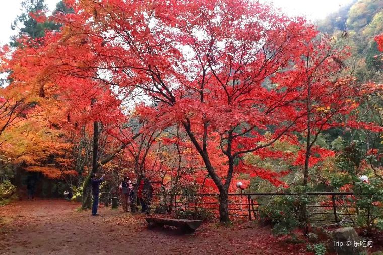 【奥津渓】紅葉の見頃は10月下旬~11月中旬