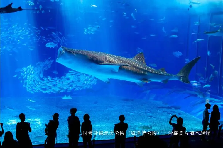 沖繩美麗海水族館