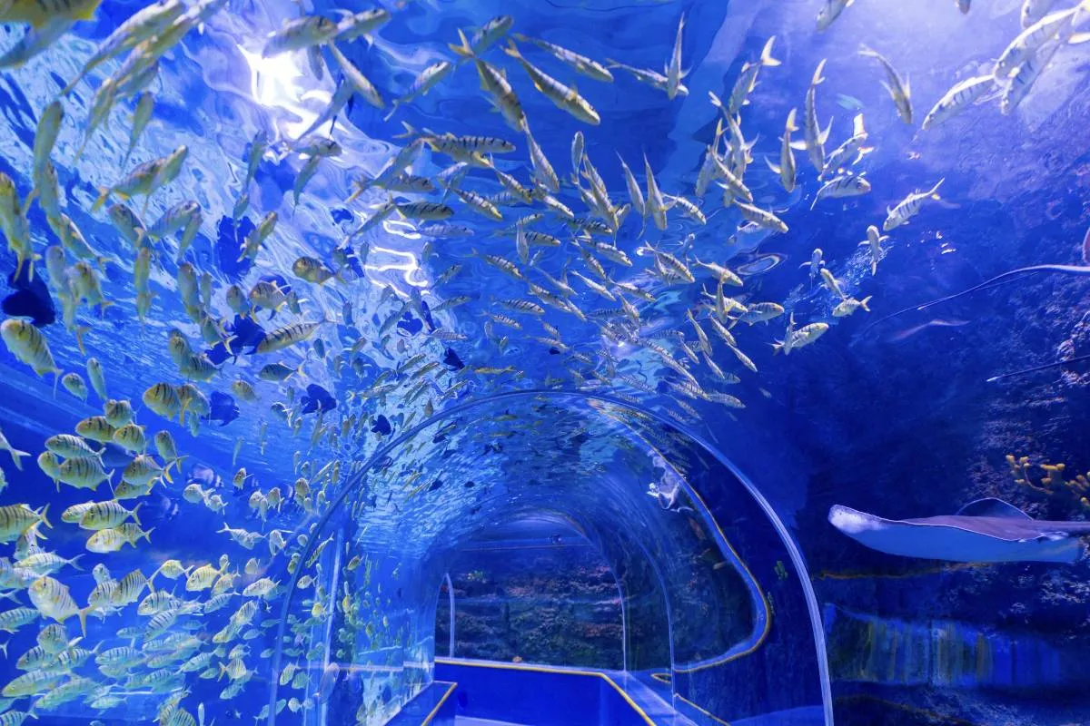 深圳觀瀾海洋世界