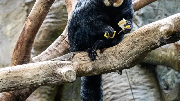 Visit Nanjing Hongshan Forest Zoo: A Wildlife Adventure