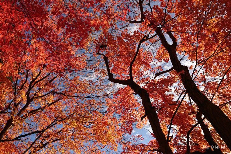【下呂温泉】紅葉の見頃は11月上旬~11月中旬
